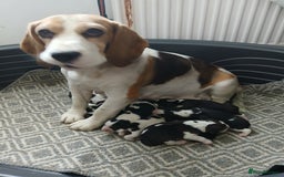 Beagle dogs for sale: Beagle puppies ready soon💕 - Image 23