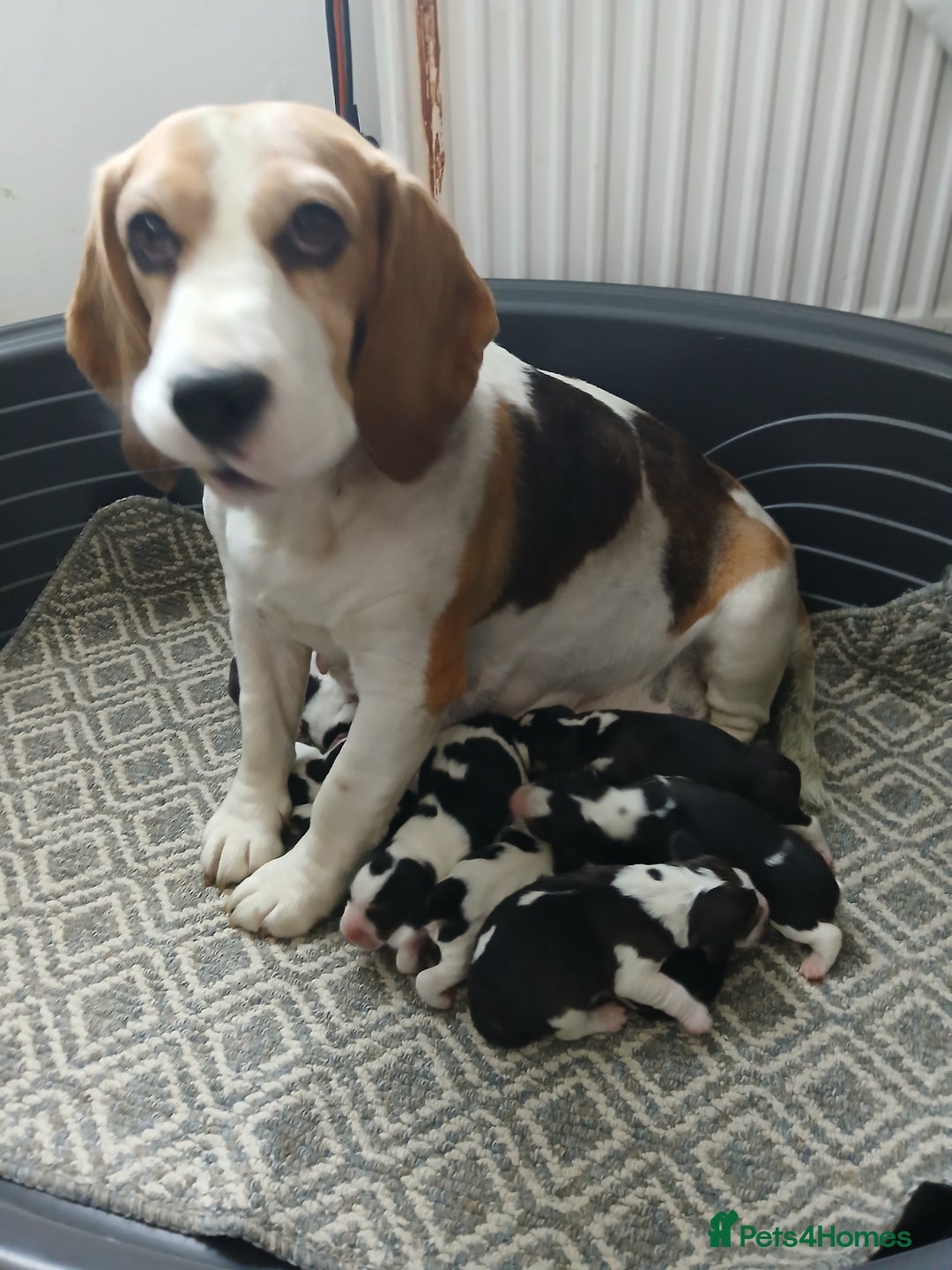 Beagle dogs for sale: Beagle puppies ready soon💕 - Image 23