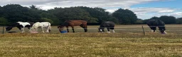 Other Breed horses for sale: Range of horses and ponies for sale  in Harrogate - Advert 4