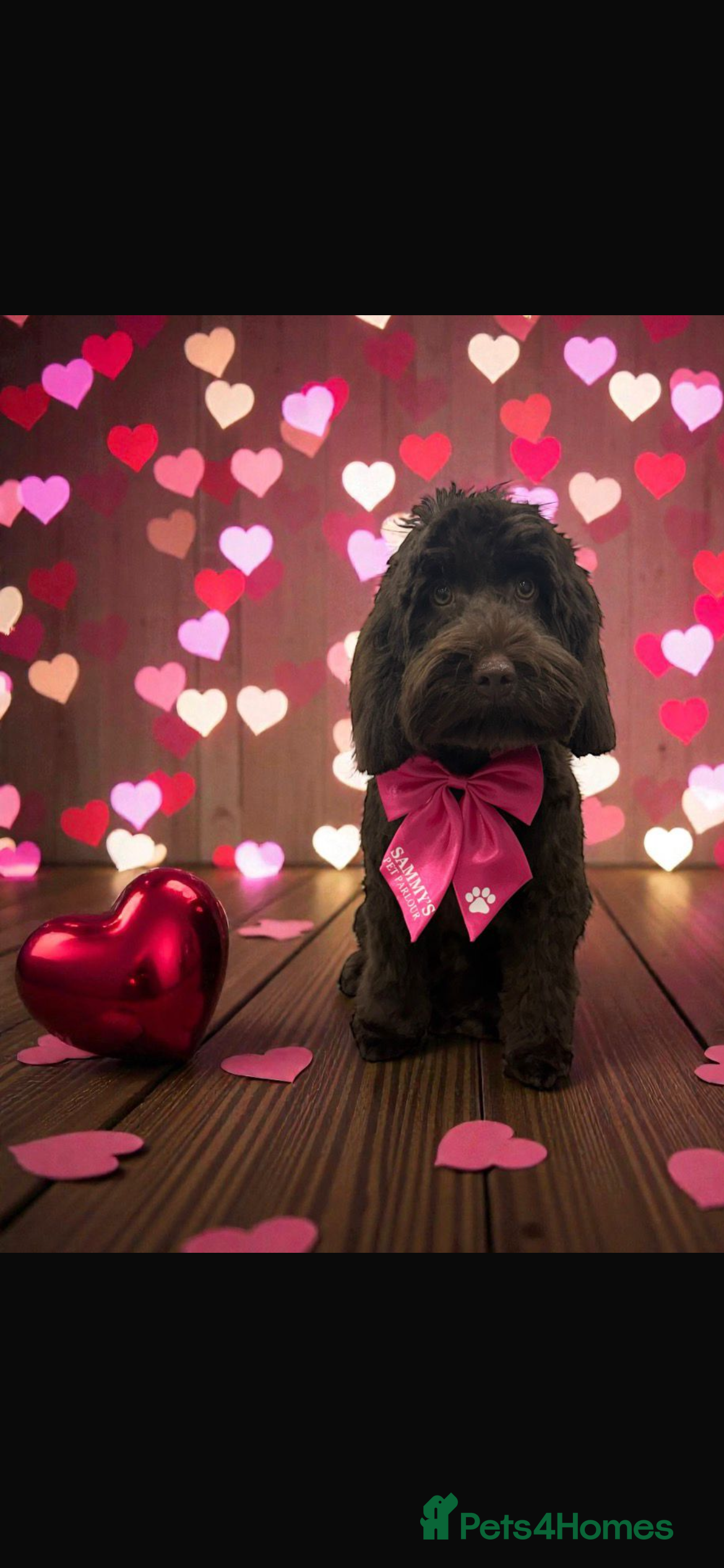 Cockapoo dogs Beautiful cockapoo girl for sale - Advert 3