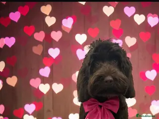 Cockapoo dogs Beautiful cockapoo girl for sale - Advert 4