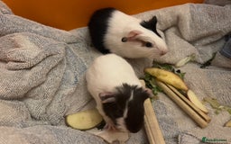 Guinea Pig rodents for sale: Baby guinea pigs - Image 8