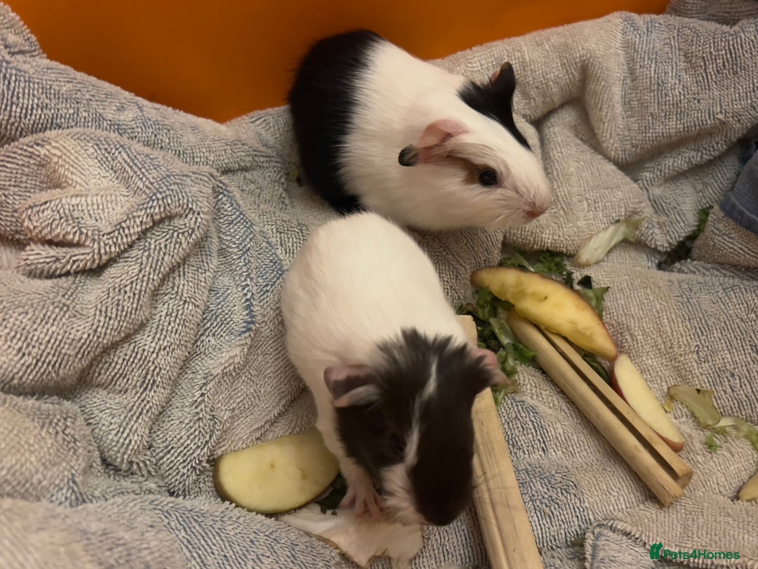 Guinea Pig rodents for sale: Baby guinea pigs - Image 8
