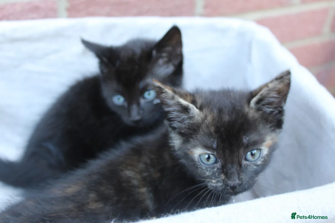 Mixed Breed cats for sale: Beautiful domestic kittens  - Advert 1