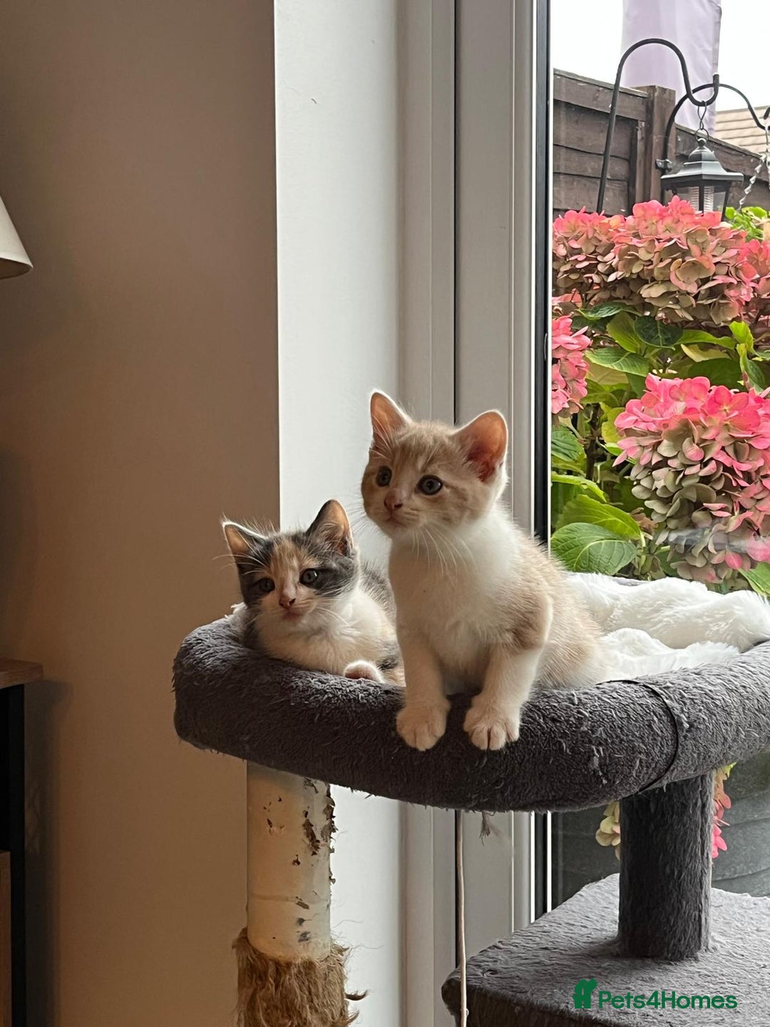 Maine Coon cats for sale: Fluffy crossed maine coon kittens for sale - Image 5