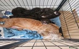 Mixed Breed dogs for sale: Sproodles  - Image 1