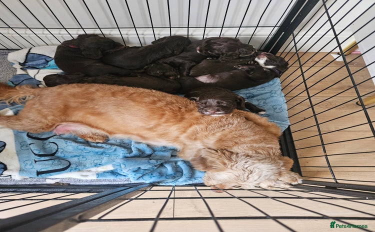 Mixed Breed dogs - Advert 1