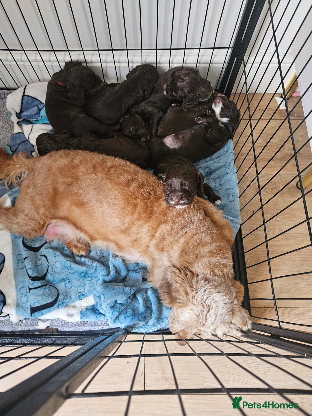 Mixed Breed dogs for sale: Sproodles  - Image 1