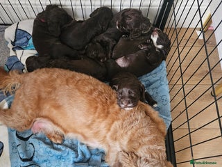 Mixed Breed dogs for sale - Advert 1