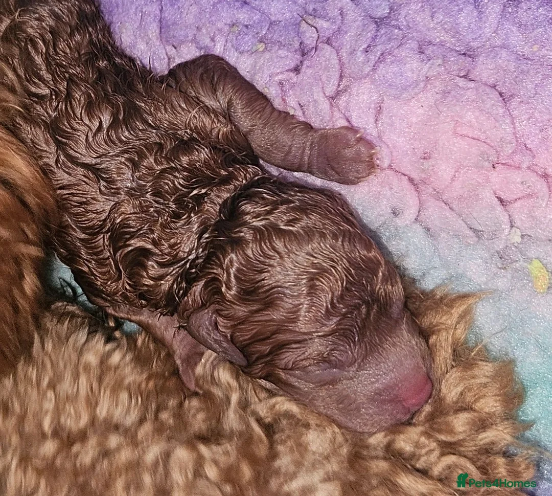 Toy Poodle dogs for sale:  Licensed breeder, kc DNA CLEAR tiny toy poodles! - Advert 39
