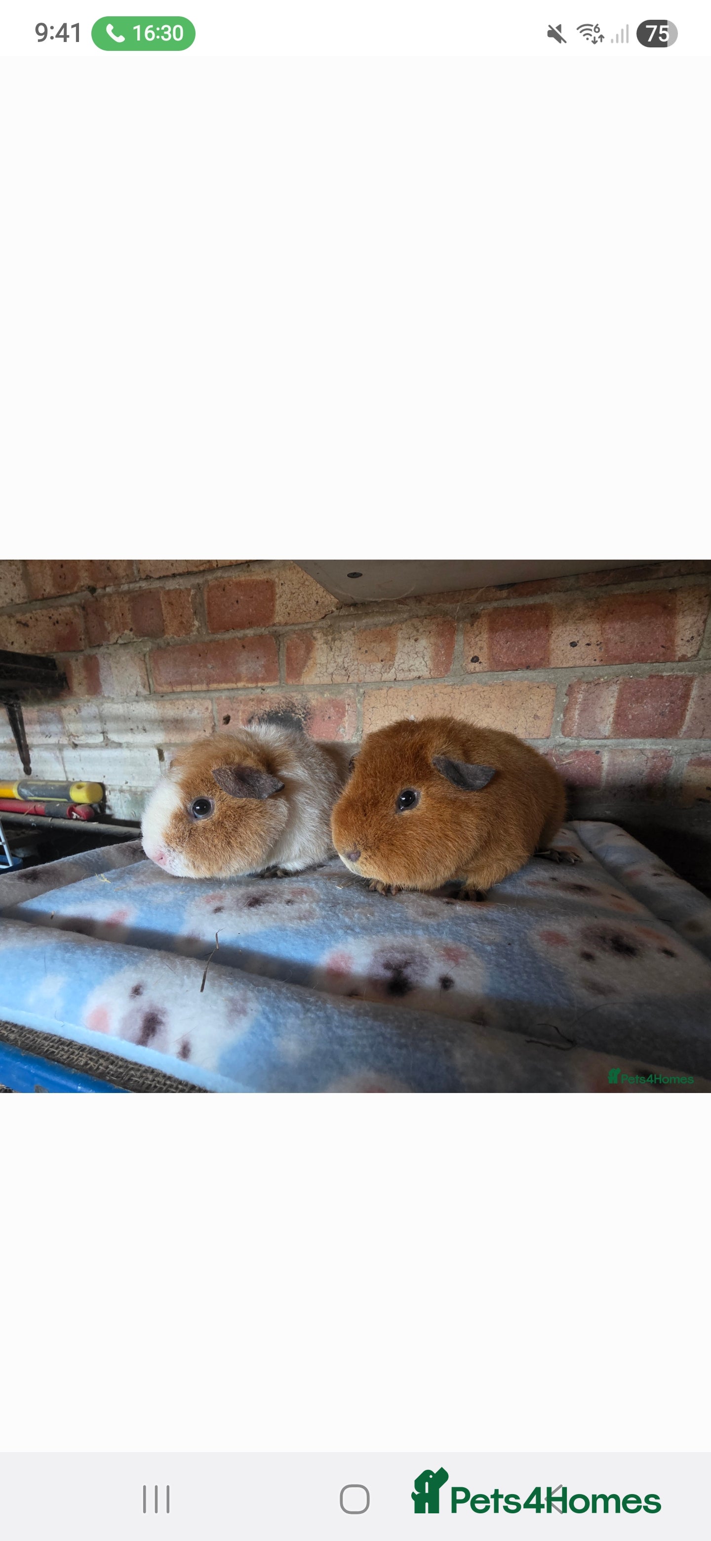 Guinea Pig rodents Male Teddy guniea pigs for sale Uxbridge  - Advert 10