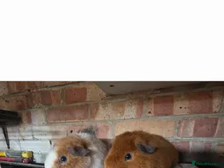 Guinea Pig rodents Male Teddy guniea pigs for sale Uxbridge - Advert 10