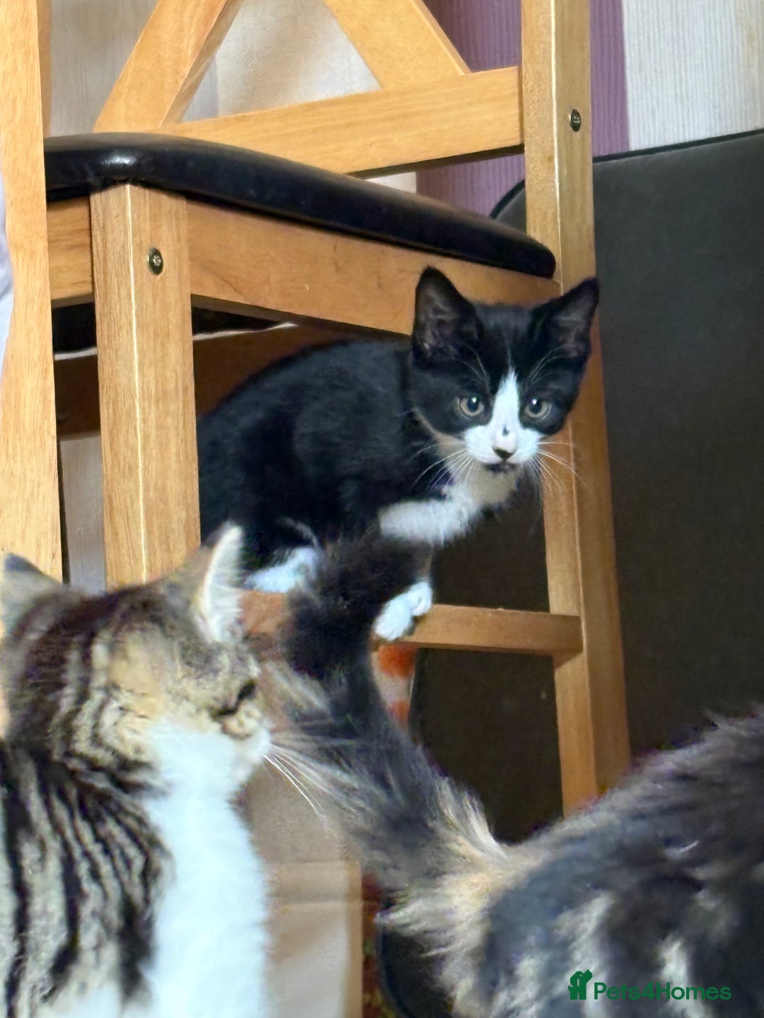 British Shorthair cats for sale: 2 BLACK FEMALE SHORTHAIR KITTENS. READY TO GO! - Image 9