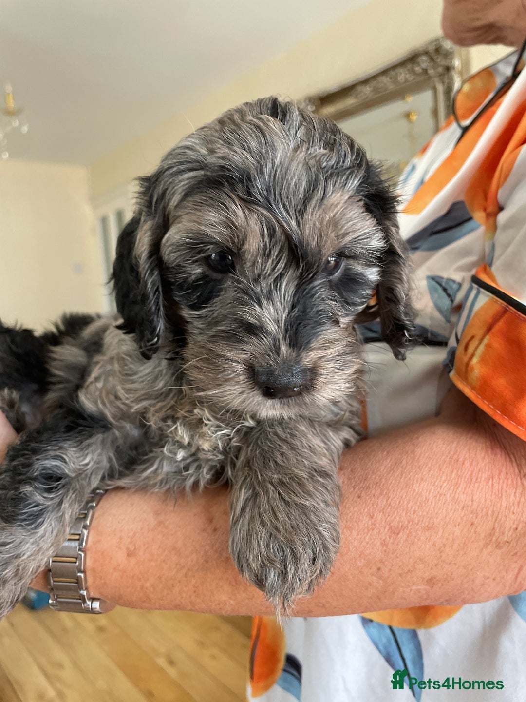 Cockapoo dogs for sale: Adorable cockapoo puppies  - Image 4
