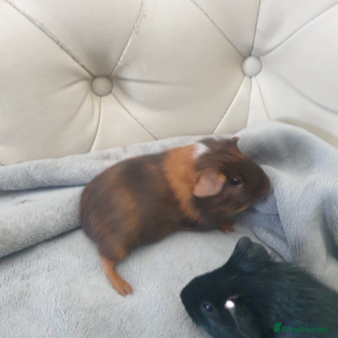 Guinea Pig rodents for sale: Baby guinea pigs - Image 2