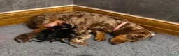 Miniature Dachshund dogs for sale: Beautiful KC Registered Miniature Dachshunds - Advert 9