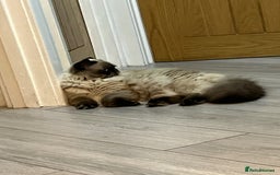 Persian cats for stud: PKD negative Himalayan Persian cat for stud only - Image 13