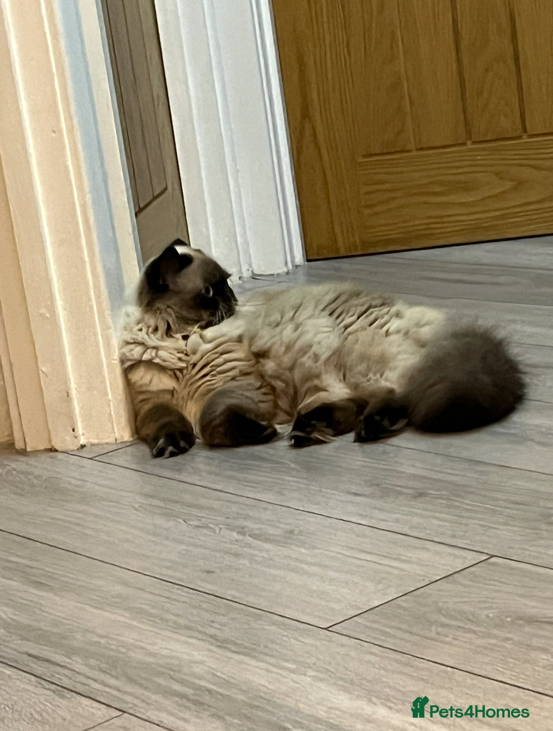 Persian cats for stud: PKD negative Himalayan Persian cat for stud only - Image 13