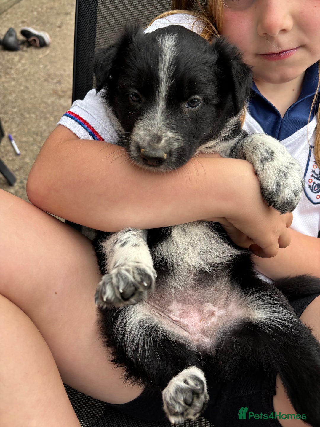 Border Collie dogs for sale: Border collie pups - Image 21