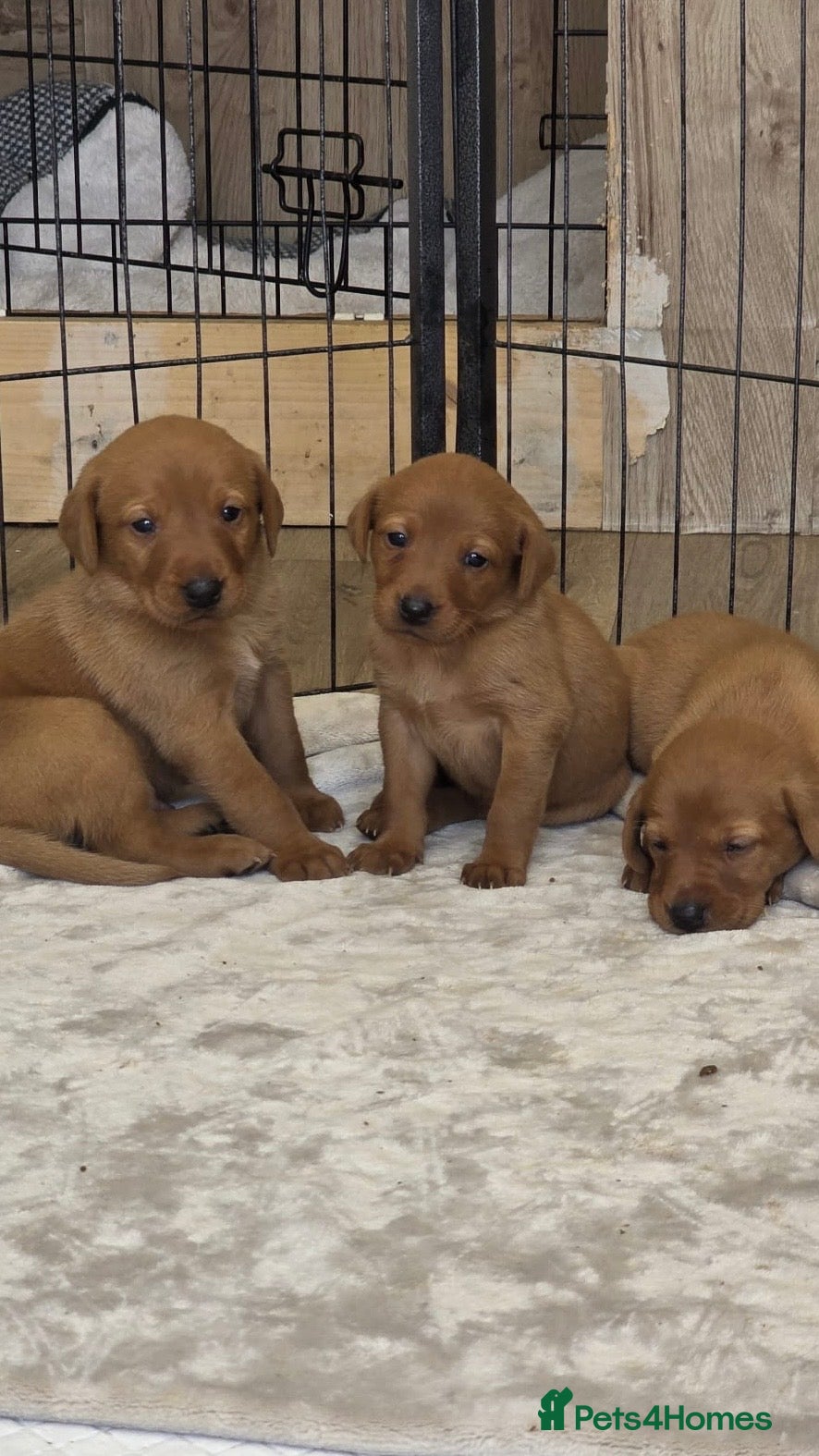 Labrador Retriever dogs  fox red Labrador puppies - Advert 12