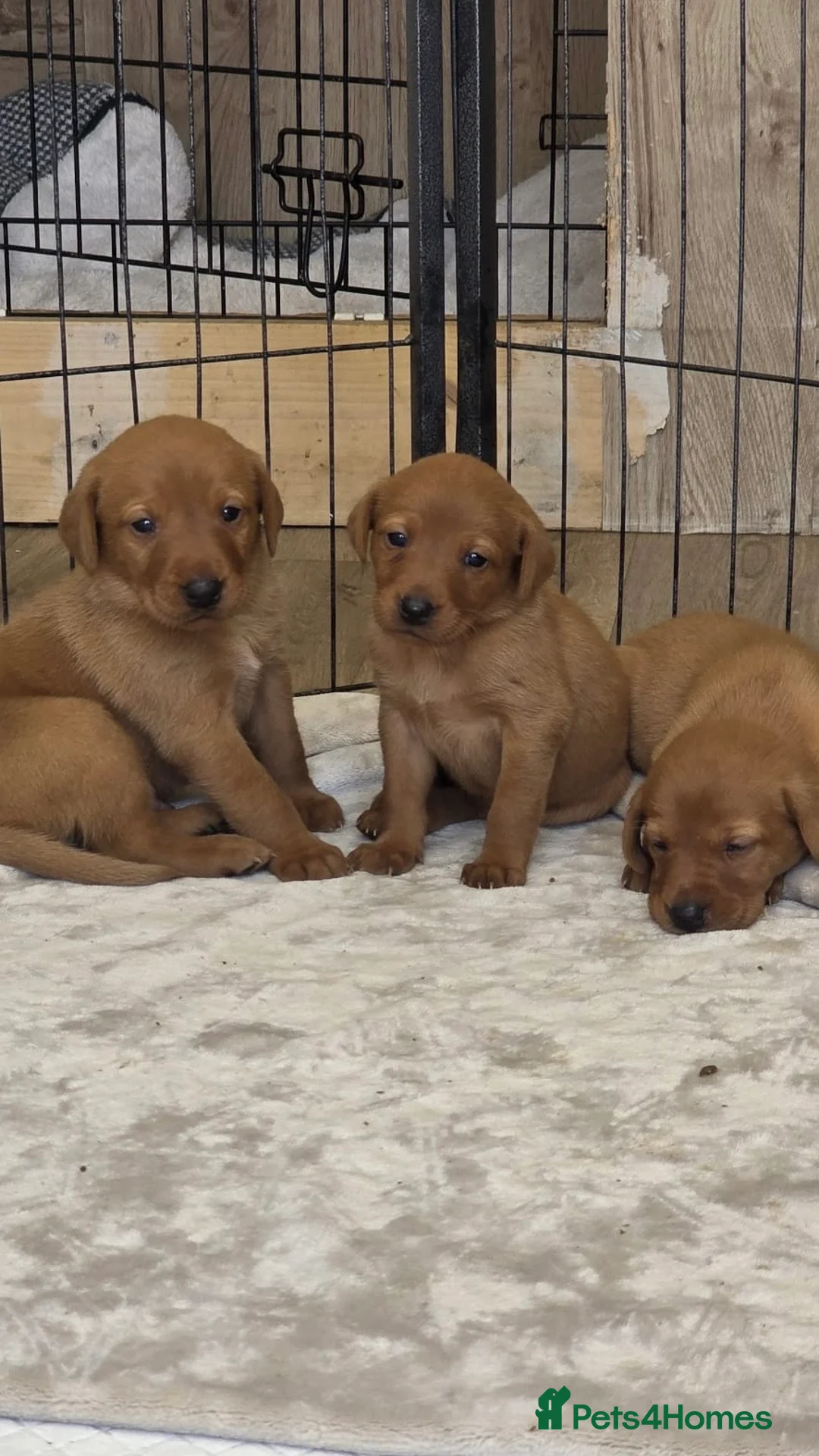 Labrador Retriever dogs for sale:  Ready to leave this week!!! Fox Red Labrador. - Advert 2