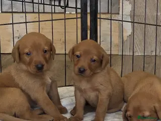 Labrador Retriever dogs fox red Labrador puppies - Advert 12