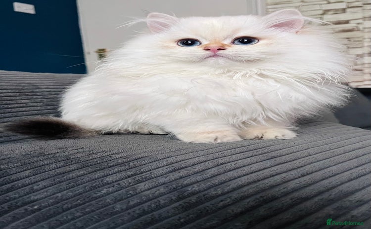 British Longhair cats ‼️🐾😍Colourpoint purebred BLH😻1 Left 🐱 - Advert 8