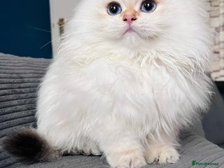 British Longhair cats ‼️🐾😍Colourpoint purebred BLH😻1 Left 🐱 - Advert 7