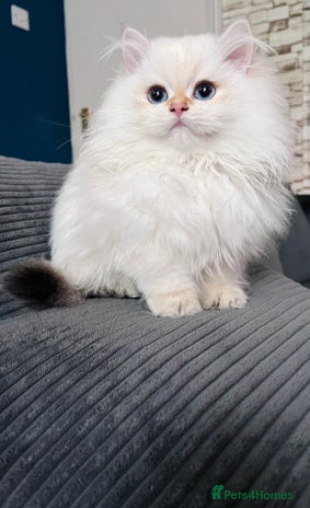 British Longhair cats ‼️🐾😍Colourpoint purebred BLH😻1 Left 🐱 - Advert 8