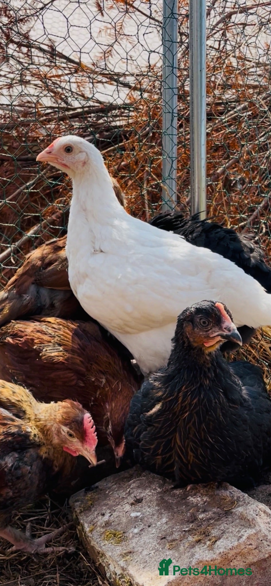 Chickens poultry Young Hens looking for a lovely home  - Advert 2