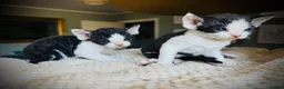Devon Rex cats for sale: Devon Rex Kittens GCCf Registered Champions - Advert 5