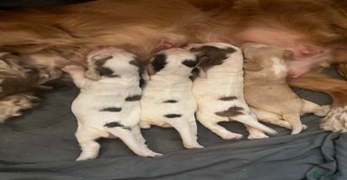 Cocker Spaniel dogs - Advert 4