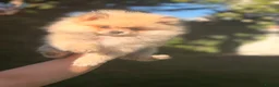 Pomeranian dogs for sale: ✨Exceptional Pomeranian Puppy -Ready Now✨ - Advert 3