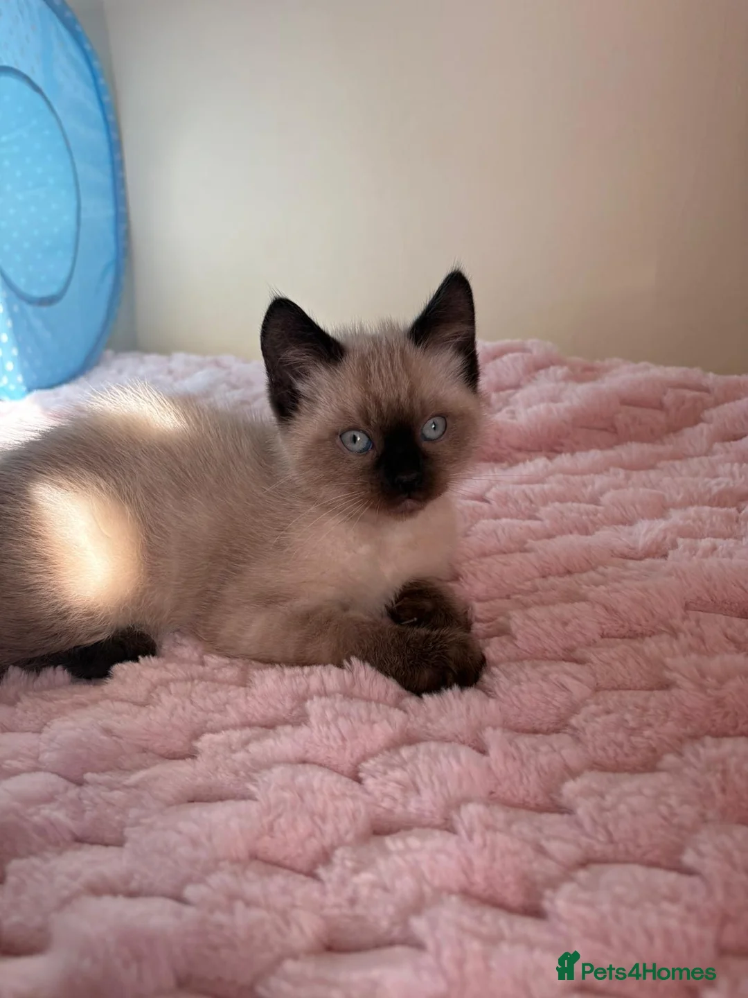 Ragdoll cats for sale: Female Ragdoll Cross Kitten  - Advert 5