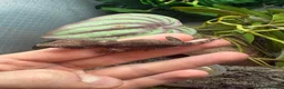 Gecko reptiles for sale: Mix gargle gecko babies  in Wigan - Advert 7