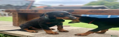 Dobermann Puppy 3 green