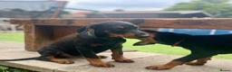 Dobermann dogs for sale: European Doberman puppies 3 available!! - Advert 25