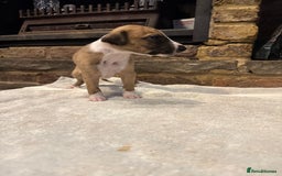 Whippet dogs for sale: Stunning whippets JUST ONE BOY LEFT - Image 12