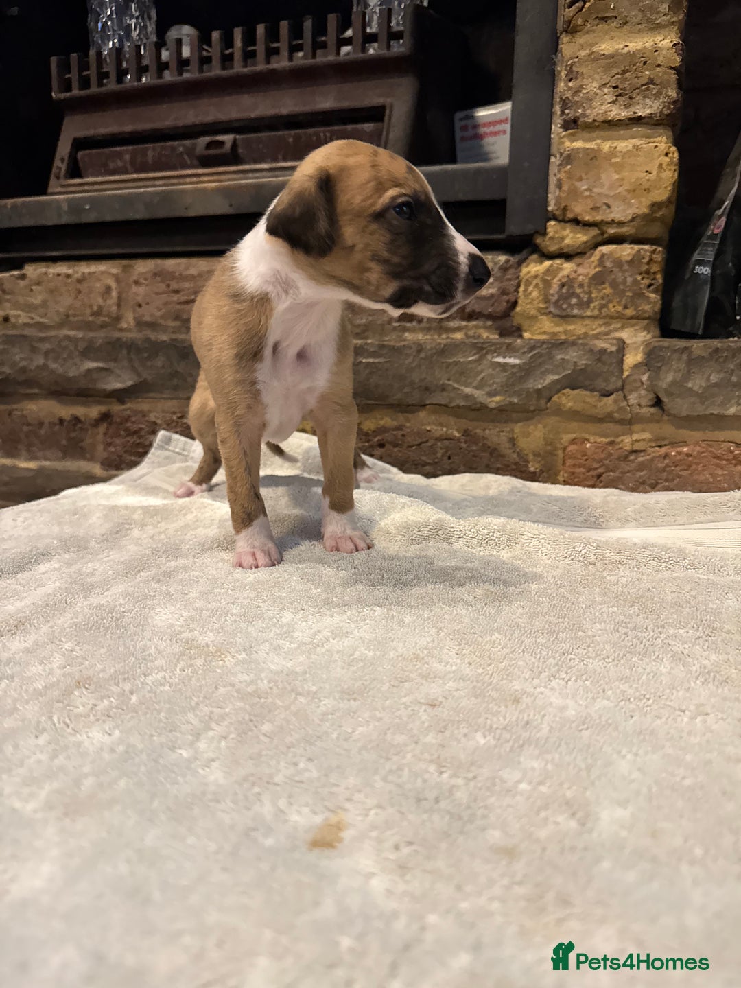 Whippet dogs for sale: Stunning whippets JUST ONE BOY LEFT - Image 12