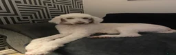 Goldendoodle dogs for sale: Two gorgeous goldendoodles. F1 girls - Advert 5