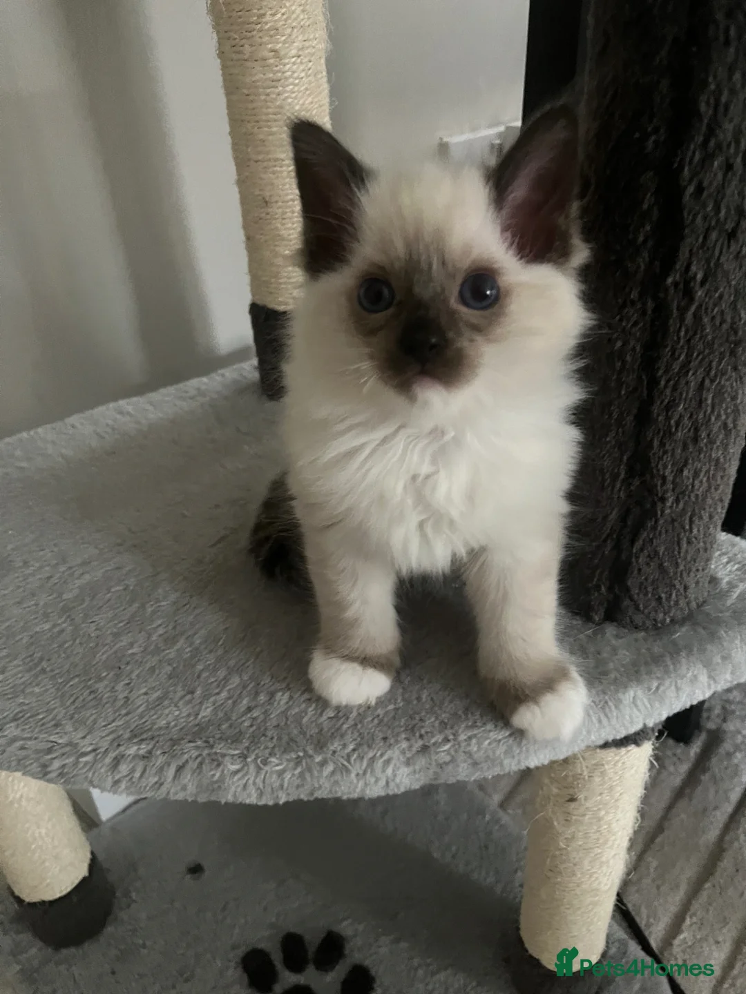 Ragdoll cats for sale: Ragdoll kitten 1 chocolate mitted seal point  in Skelmersdale - Advert 1