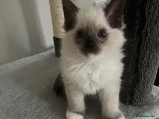 Ragdoll cats Ragdoll kitten 1 chocolate mitted seal point - Advert 1