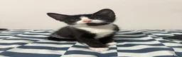 Mixed Breed cats for sale: 7 Adorable Kittens Looking for Loving Homes - Advert 2