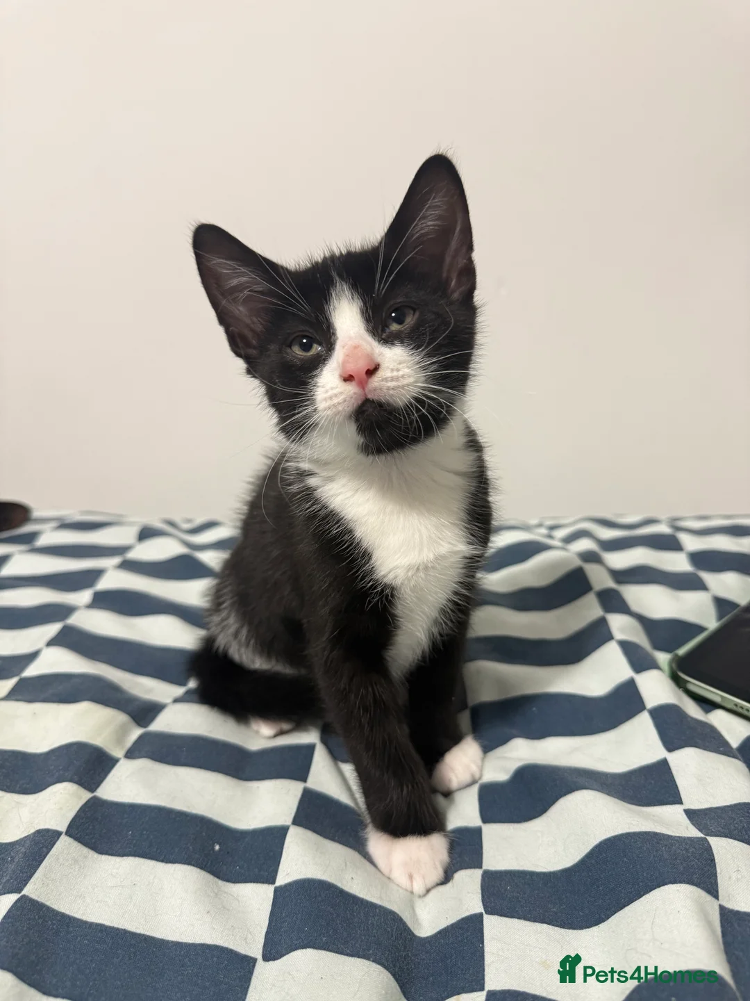 Mixed Breed cats for sale: 7 Adorable Kittens Looking for Loving Homes - Advert 2
