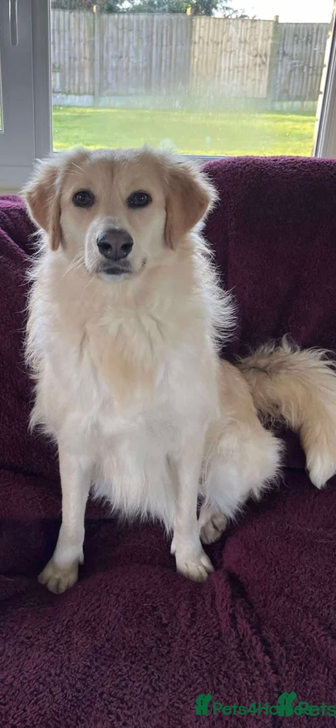 Mixed Breed dogs PERDITA - PATIENTLY WAITING FOR YOU? - Advert 1