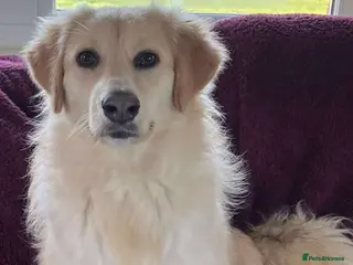 Mixed Breed dogs PERDITA - PATIENTLY WAITING FOR YOU? - Advert 1