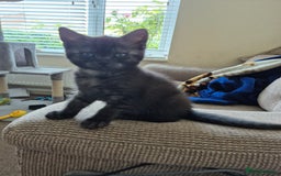 British Shorthair cats for sale: Black Short Haired Tabby Cross Breed Kitten - Image 14