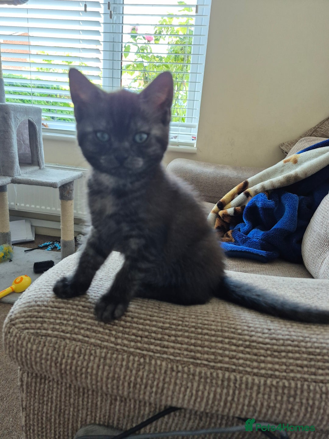 British Shorthair cats for sale: Black Short Haired Tabby Cross Breed Kitten - Image 14