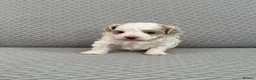 Maltipoo dogs for sale: Beautiful Maltipoochon puppies  - Advert 11