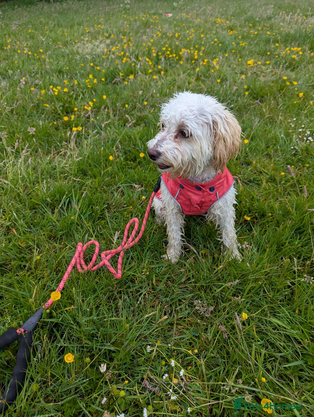 Cockapoo dogs for sale: White female toy cockapoo - Image 4